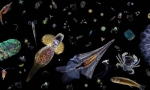 Plankton a jeho role v oceánu. Zooplankton a phytoplankton